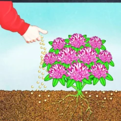 Compo BIO Rhododendron- und Hortensien Langzeit-Dünger mit Schafwolle 0,75 L