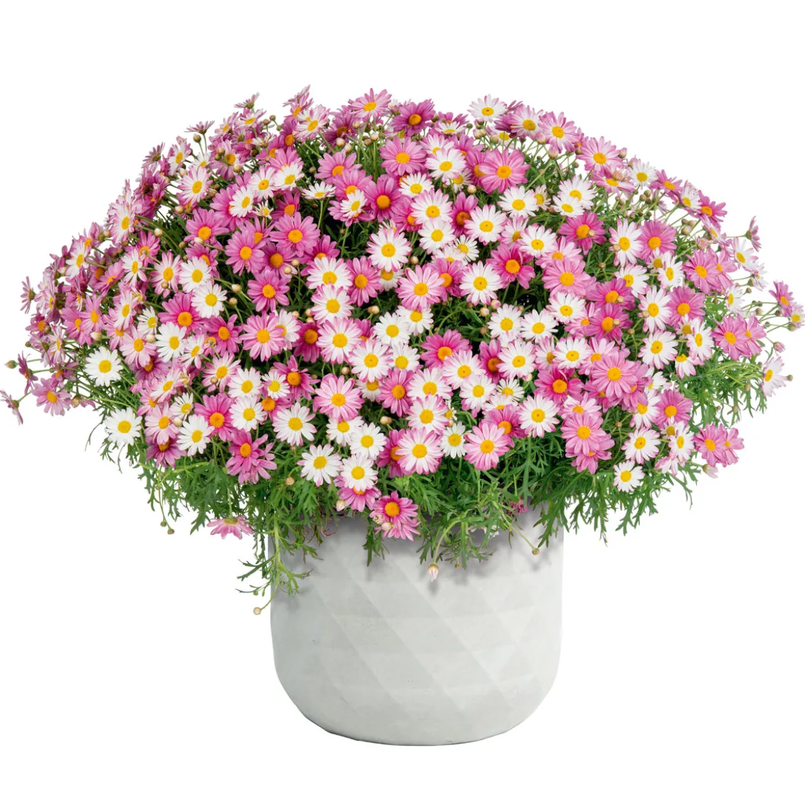 Haveson Pflanztopf Big Diamond 44 x 44 x 44 cm weiß