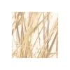 KomarVlies Fototapete Dune Grass 400x250 cm