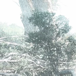 KomarVlies Fototapete Magic Trees 300x280 cm
