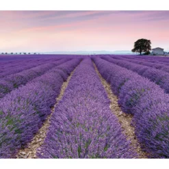 KomarVlies Fototapete Provence 300x250 cm