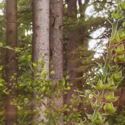 KomarVlies Fototapete Summer Glade 350x250 cm
