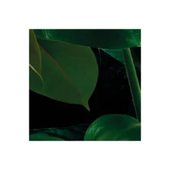 KomarVlies Fototapete Tropical Wall 400x250 cm