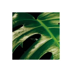 KomarVlies Fototapete Tropical Wall 400x250 cm