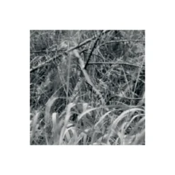 KomarVlies Fototapete Woods 400x270 cm
