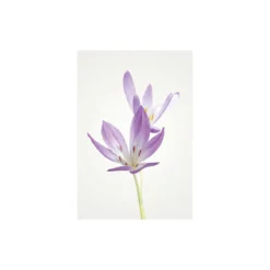 KomarWandbild Autumn Crocus 40x50 cm