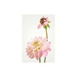 KomarWandbild Dahlia 50x70 cm