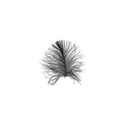 KomarWandbild Feather White 50x70 cm