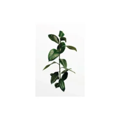 KomarWandbild Ficus Branch 50x70 cm