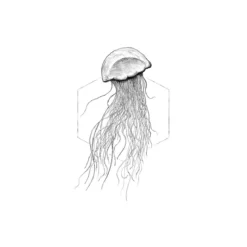 KomarWandbild Jellyfish White 50x70 cm
