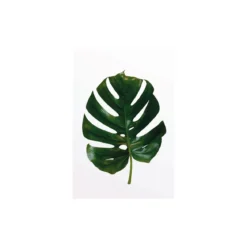 KomarWandbild Monstera Leaf 50x70 cm