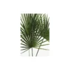 KomarWandbild Palmtree Leaves 40x50 cm