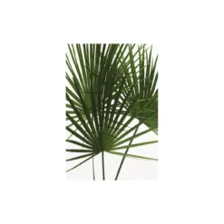 KomarWandbild Palmtree Leaves 40x50 cm