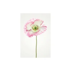 KomarWandbild Poppy 50x70 cm