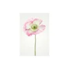 KomarWandbild Poppy 40x50 cm