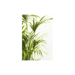 KomarWandbild Reed Leaves- 50x70 cm