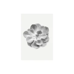 KomarWandbild Succulent Aeonium 50x70 cm