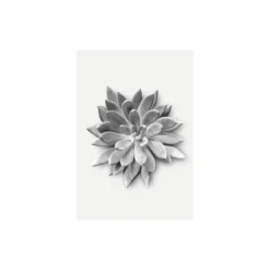 KomarWandbild Succulent Agave 40x50 cm