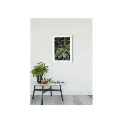 KomarWandbild Succulent Single 40x50 cm