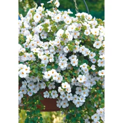 PlantiflorBacopa T10,5