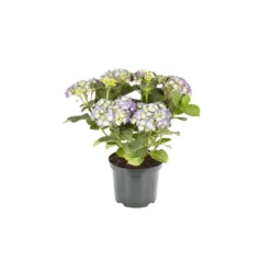 PlantiflorBauernhortensien versch Farben Topf Durchmesser 20 cm