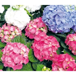 PlantiflorBauernhortensien versch Farben Topf Durchmesser 20 cm
