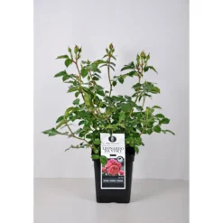 PlantiflorBeet-Duftrose rot Topf 23 cm