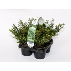 PlantiflorBerg-Ilex Stokes 4er-Pack