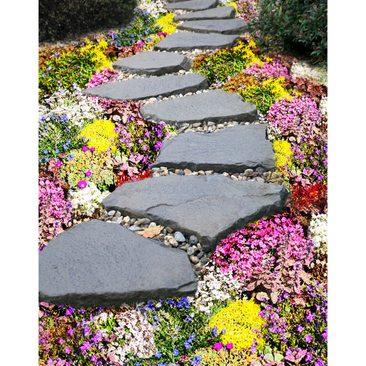 PlantiflorBodendecker-Stauden Pflasta la Vista Topf 13 cm
