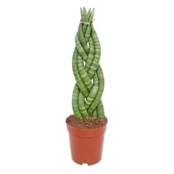 PlantiflorBogenhanf Topf Durchmesser 12 cm