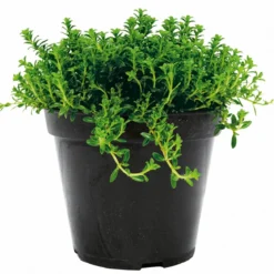 Plantiflor Bohnenkraut T14