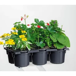 PlantiflorBunter Balkonkasten Tradition 6er-Pack