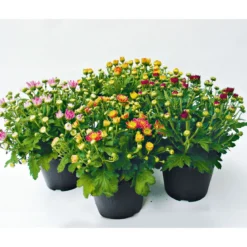 PlantiflorChrysanthemenbüsche Mix Topf Durchmesser 13 cm