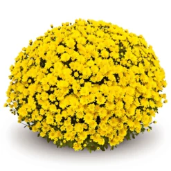 PlantiflorChrysanthemen-Busch Topf Durchmesser 19 cm