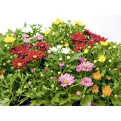 PlantiflorChrysantheme Swifty Topf- Durchmesser 10,5 cm
