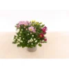 PlantiflorChrysantheme T13 4 Farben