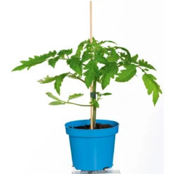 Plantiflor Cocktailtomate Supersweet F1 Topf Durchmesser 11 cm