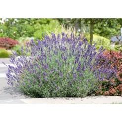 PlantiflorEchter Lavendel Topf- Durchmesser 11 cm