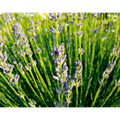 PlantiflorEchter Lavendel Topf- Durchmesser 11 cm