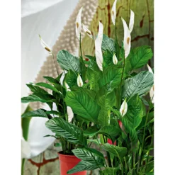 Plantiflor Einblatt 100 cm Topf 21 cm