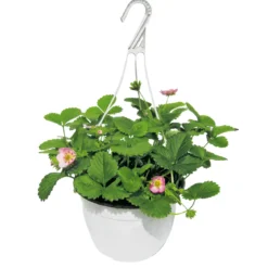 Plantiflor Erdbeeren-Ampel Topf Durchmesser 19 cm
