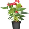 PlantiflorFlamingo-Blume Pink T14