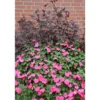 PlantiflorFleißiges Lieschen Topf Durchmesser 10,5 cm