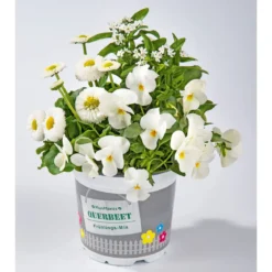 PlantiflorFrühlings-Mix Topf Durchmesser 13 cm
