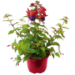 PlantiflorFuchsie stehend Topf Durchmesser 12 cm