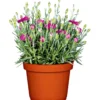 PlantiflorGarten-Nelke Topf Durchmesser 12 cm