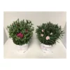 PlantiflorGartennelke verschiedene Farben T17
