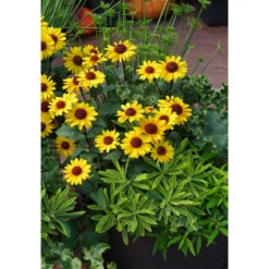Plantiflor Garten-Sonnenauge C3