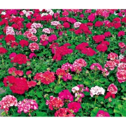PlantiflorGeranie stehend im Topf Durchmesser 10,5 cm