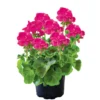PlantiflorGeranie stehend Topf- Durchmesser 12 cm